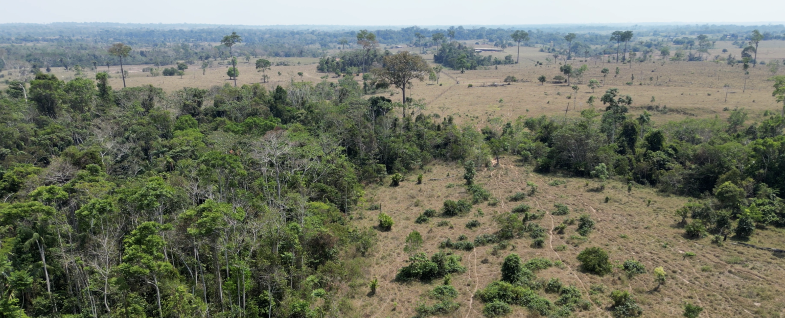 Deforested Amazon landscape showing cattle pasture replacing tropical forest, Brazil