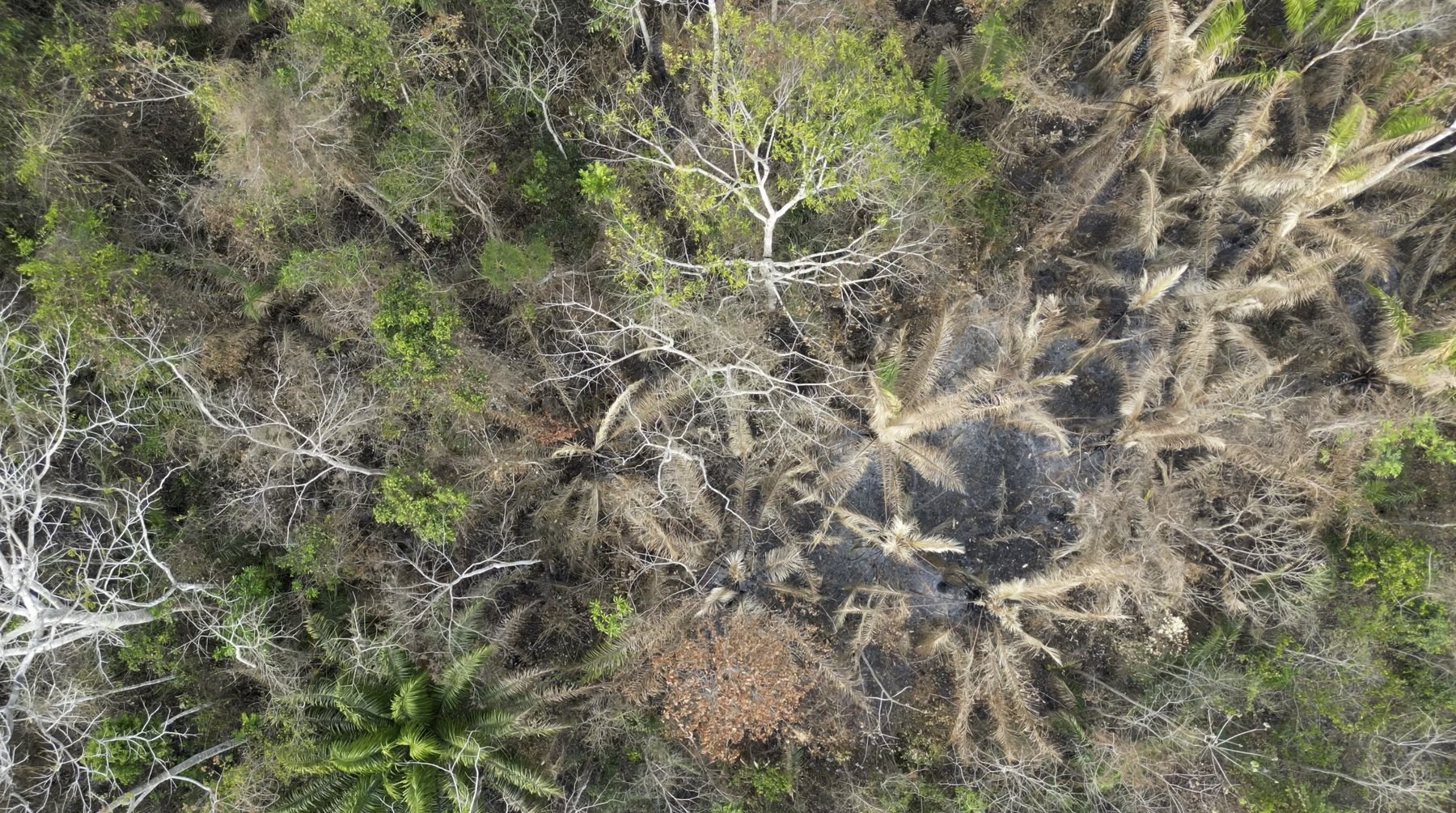 Fire-degraded Amazon forest seen from directly above, with scorched ground, dead palms and defoliated crowns, Acre, Brazil