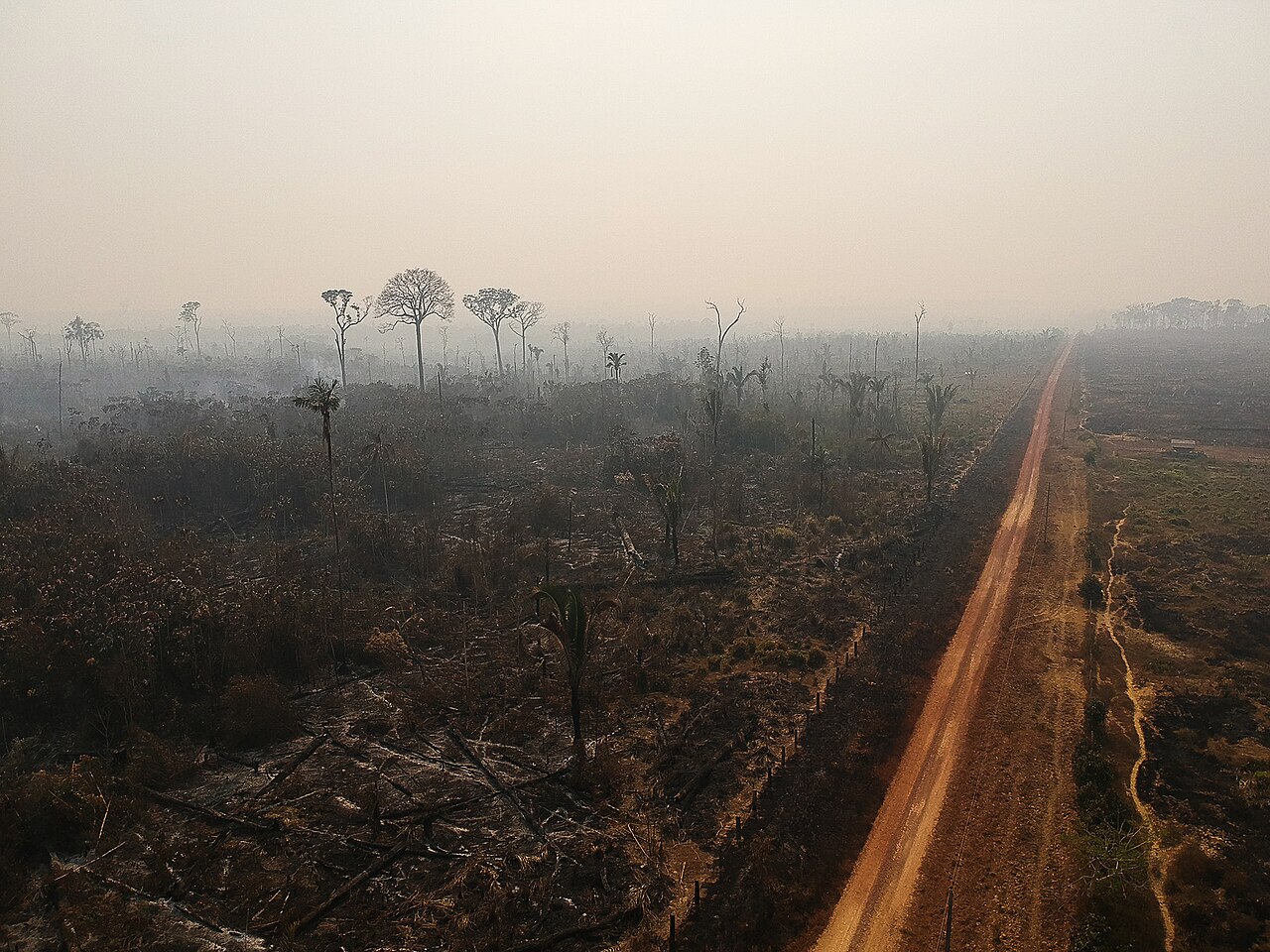 Deforestation and fires in the Amazon, 2020