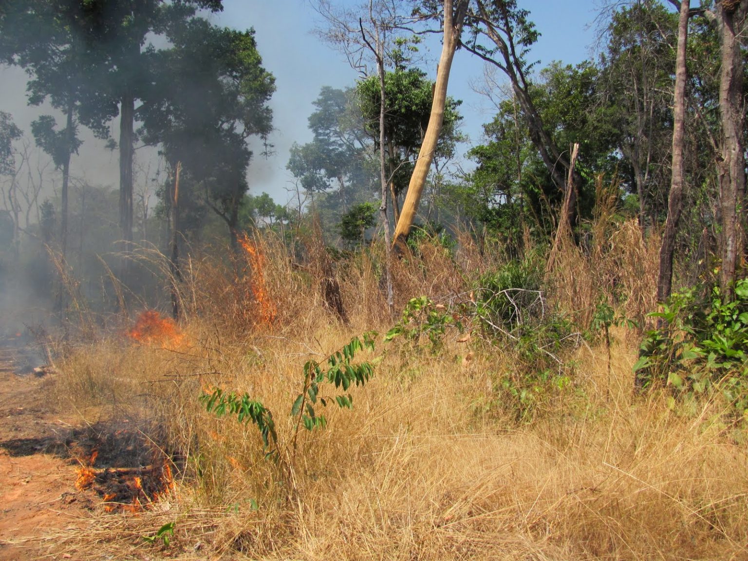 Wildfire burning through Amazon forest, photograph by Paulo Brando