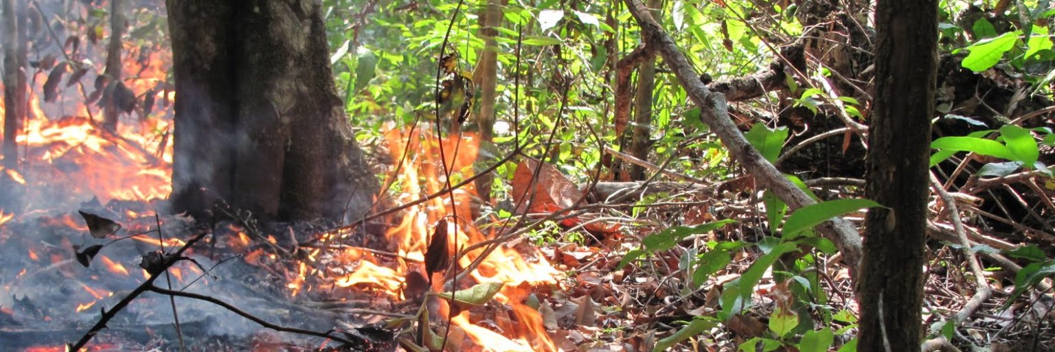 Panoramic view of Amazon wildfire, photograph by Paulo Brando