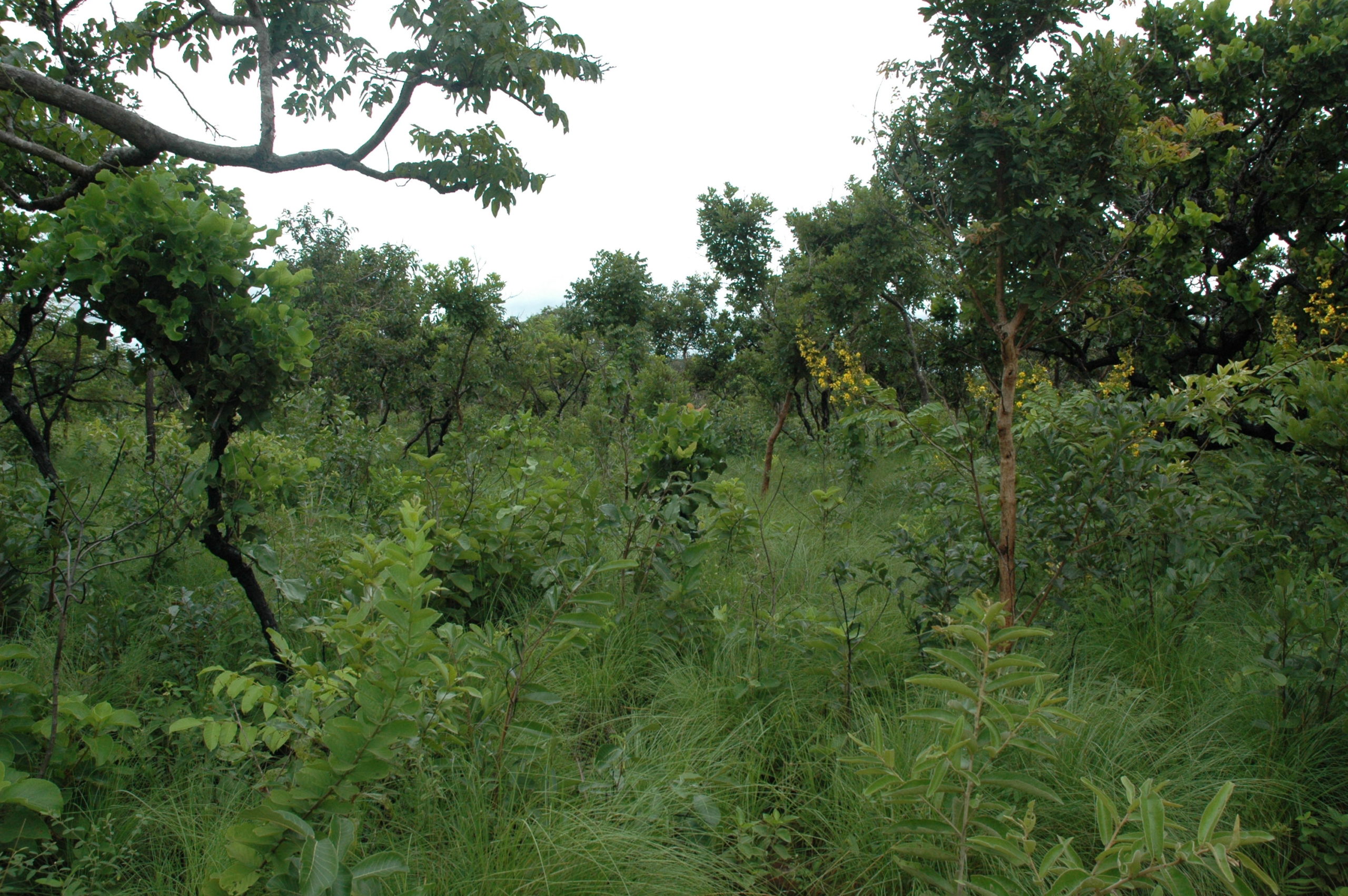 Thirty Tree Species Dominate the World’s Most Tree-Diverse Savanna