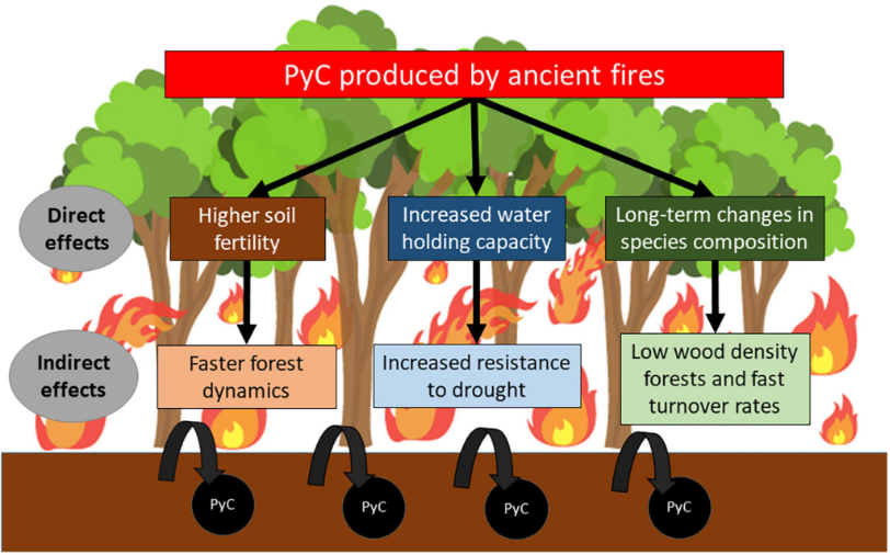 Ancient fires enhance Amazon forest drought resistance