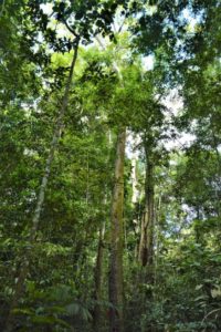 Tropical forest in Amazonia
