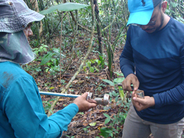 Two researchers collecting undisturbed soil samples for bulk density analysis in an Amazon secondary forest
