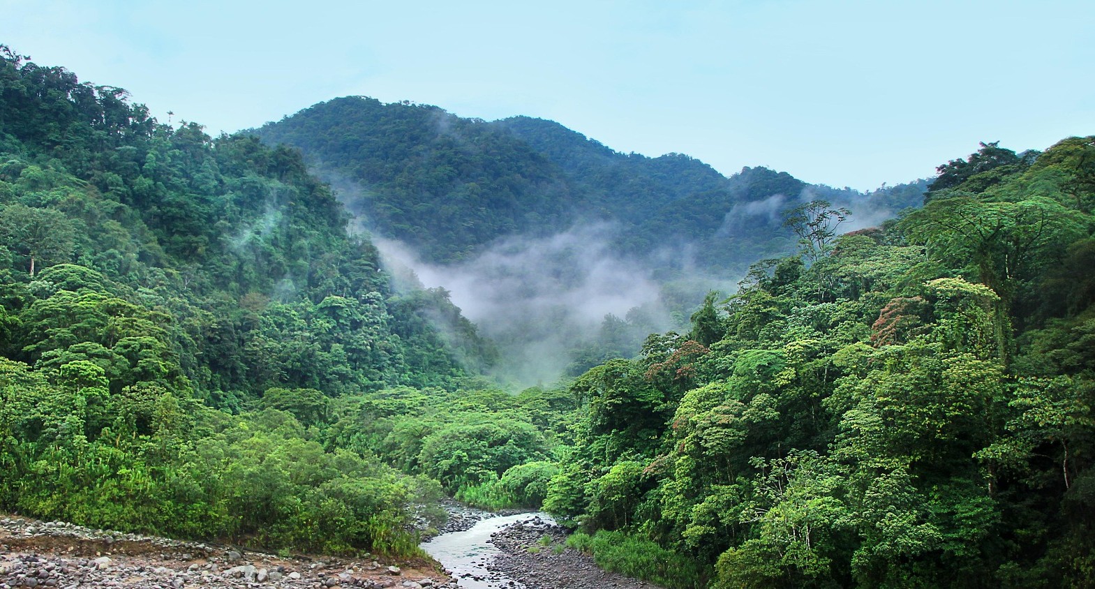 Tropical forests in the Americas are struggling to keep pace with climate change