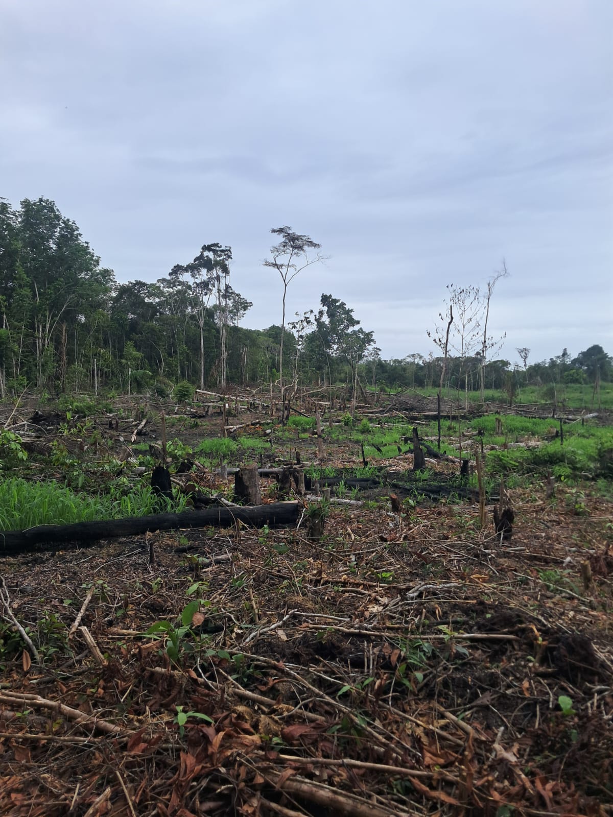 Lorena de Souza Fleury studying soil and forest understory micrometeorological conditions and changes in carbon storage in the field, one of the long-term secondary forest plots north of Manaus.
