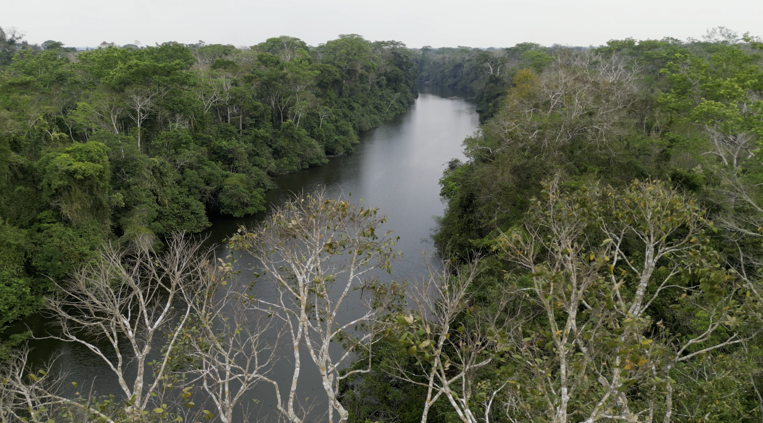 Tropical Forest Research in Geography at the University of Exeter (video)