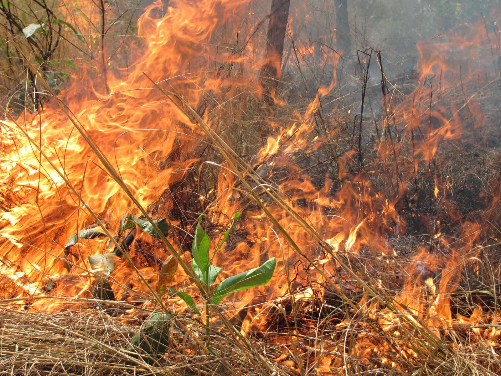 Fully funded PhD opportunity: Soil carbon dynamics following Amazon Forest fires: quantifying the role of fire severity and charcoal, NERC GW4+ DTP PhD