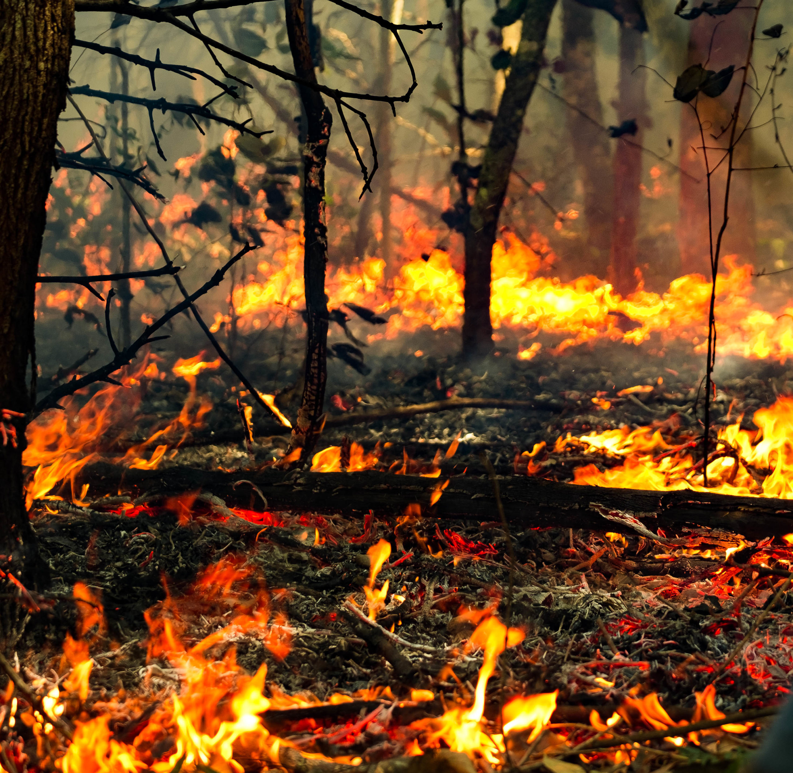 PhD Scholarship: Integrating sensing, modelling and data analytics to understand forest microclimate dynamics under fire, degradation and climate change in Amazonia