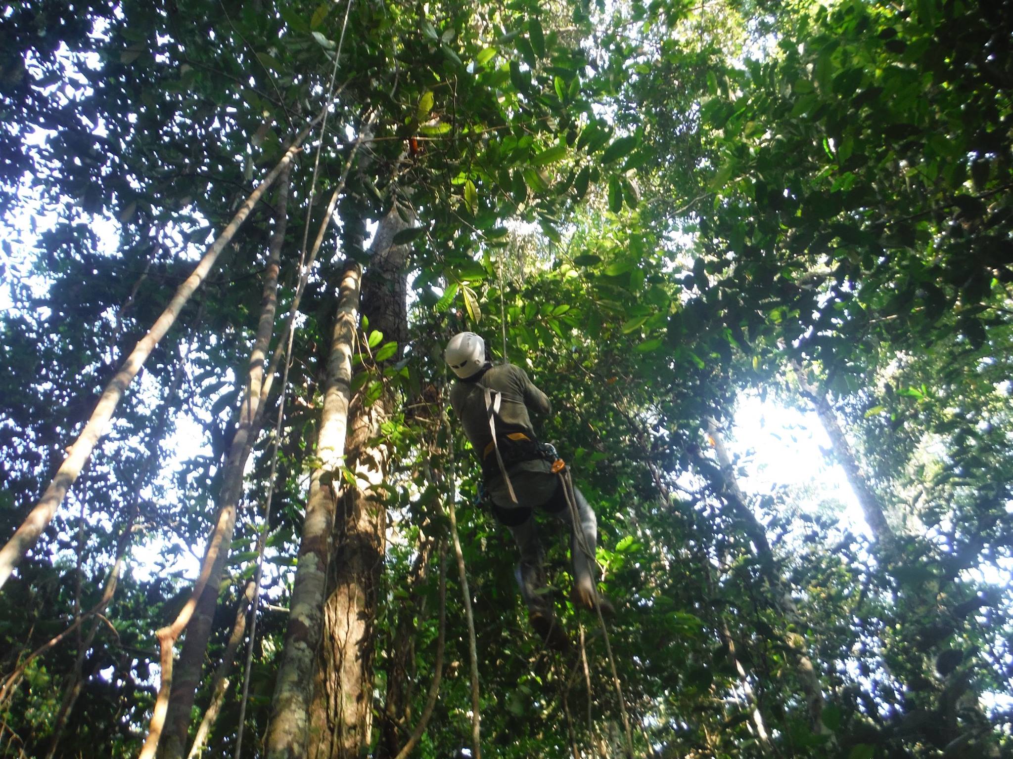 Drought will reduce the rainforest’s ability to remove carbon from the environment