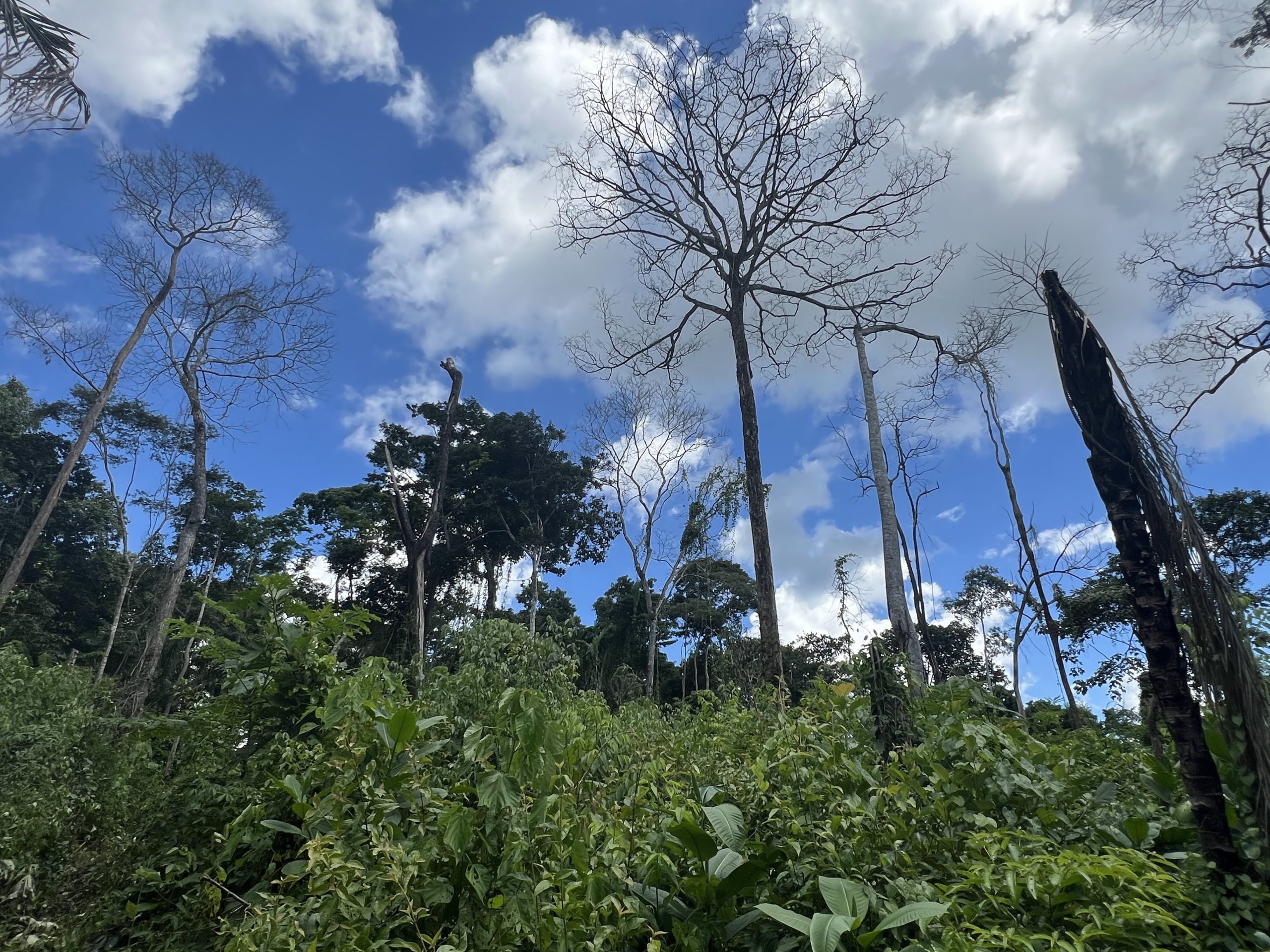 Tree killed by fire in Amazonia (image credit: Ted Feldpausch)