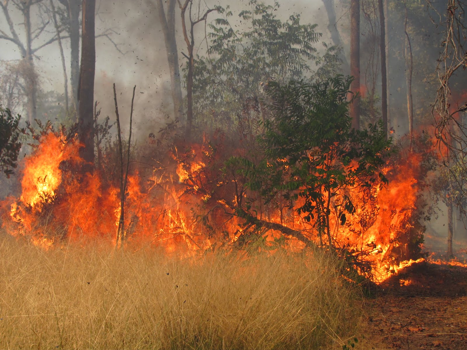Wildfire burning through Amazon forest, photograph by Paulo Brando