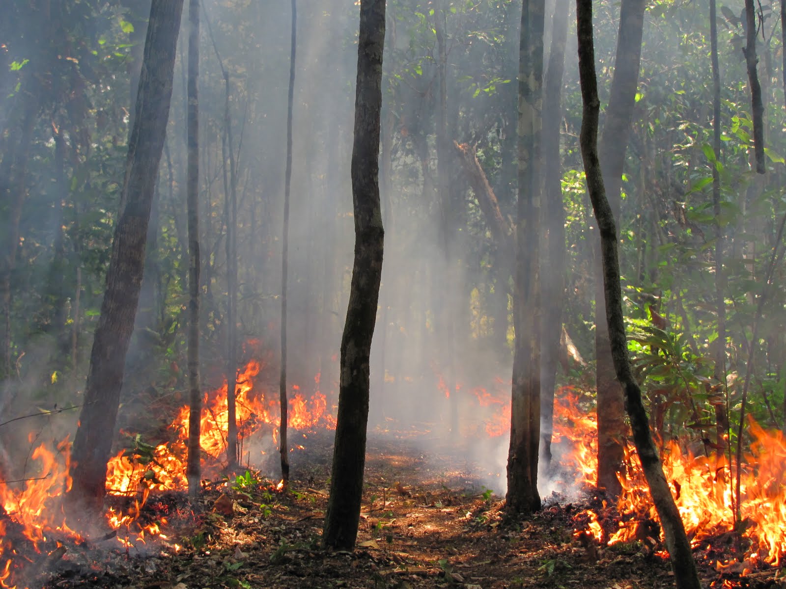 Wildfire in the Amazon rainforest, photograph by Paulo Brando
