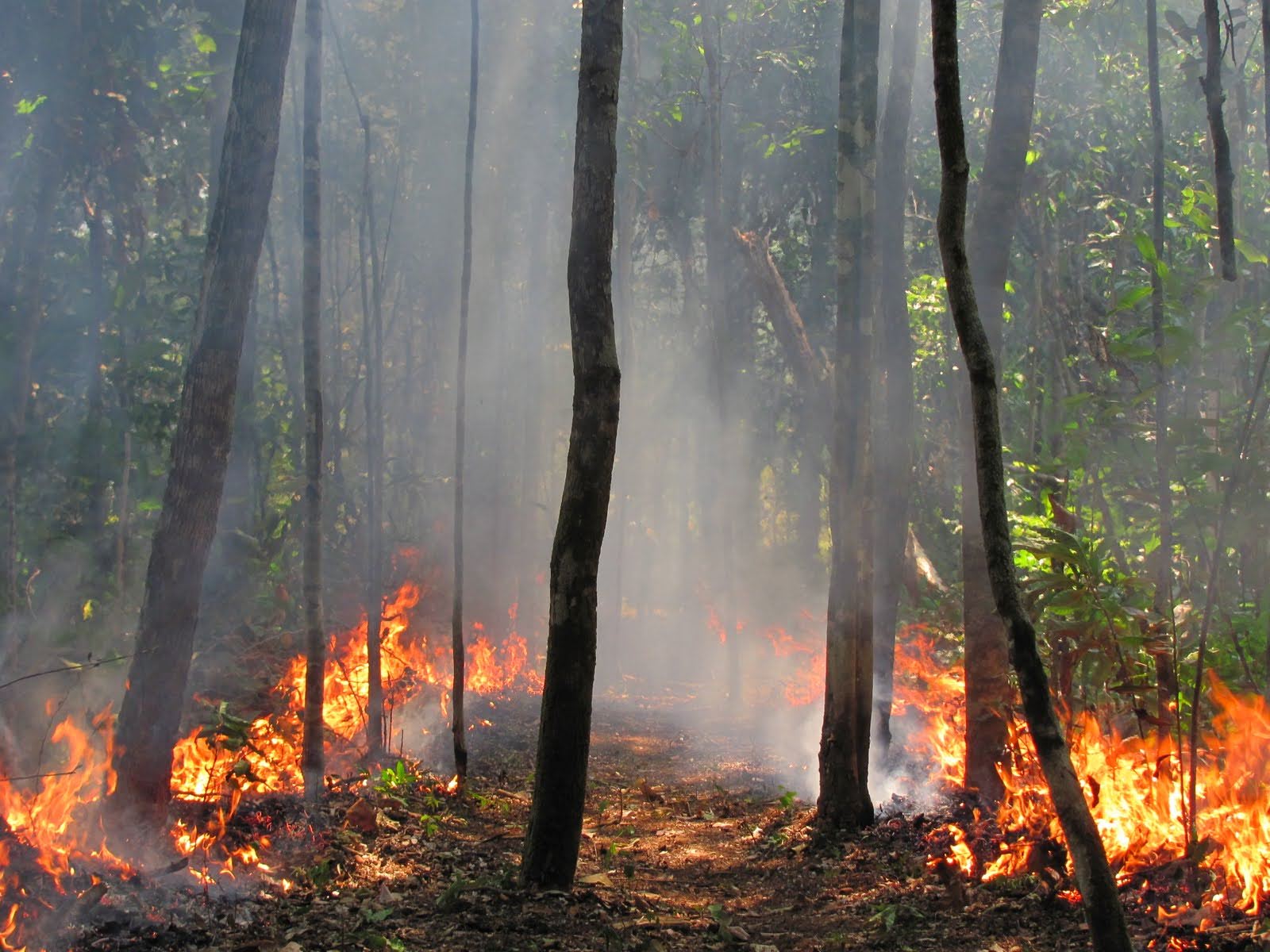 Fires reshaping southern Amazonian forests: new research highlights degradation and carbon loss