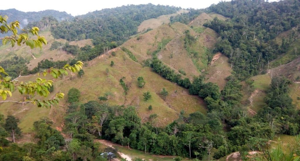 High-elevation tropical forest soils in Colombian Andes are rich in carbon from past fires