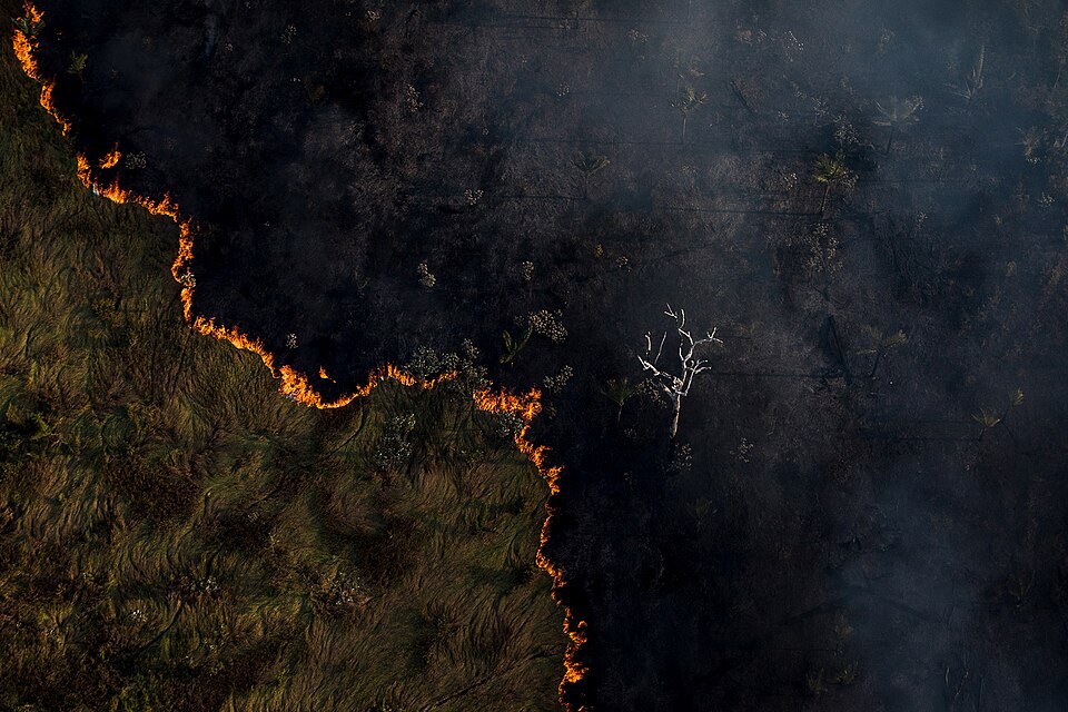 Deforestation and fires in the Amazon, 2020