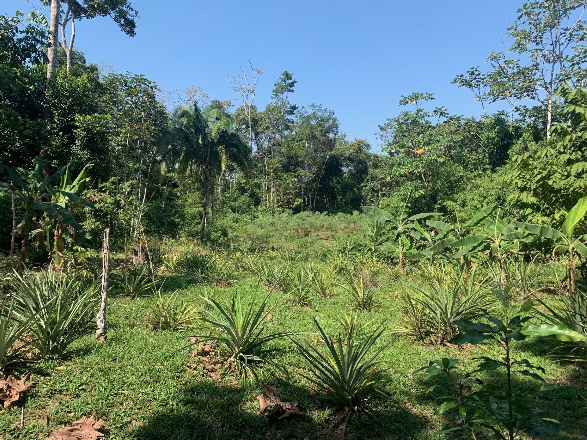 Integrating Pyrogenic Carbon into JULES: Updates from the Amazon and Conferences