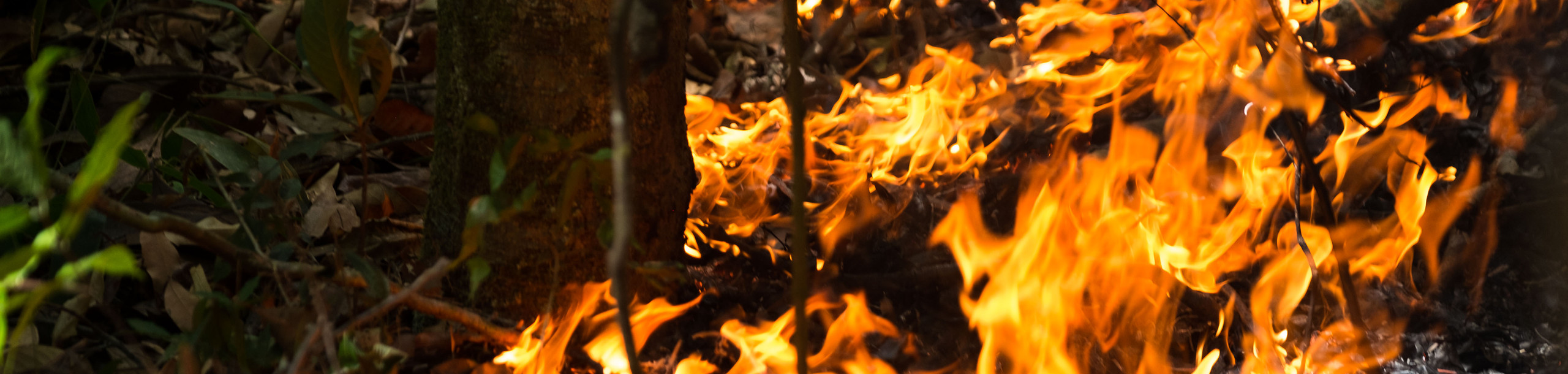 Flames spreading through the understory of an Amazon forest.
