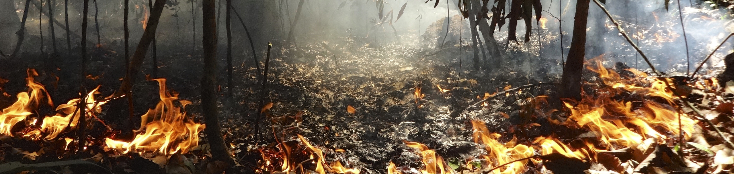 Flames and smoke among tree trunks in the understory of an Amazon forest.