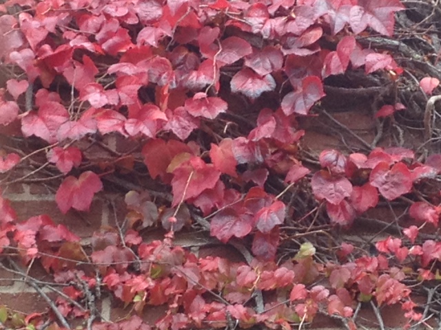 Autumn colours Duryard 2