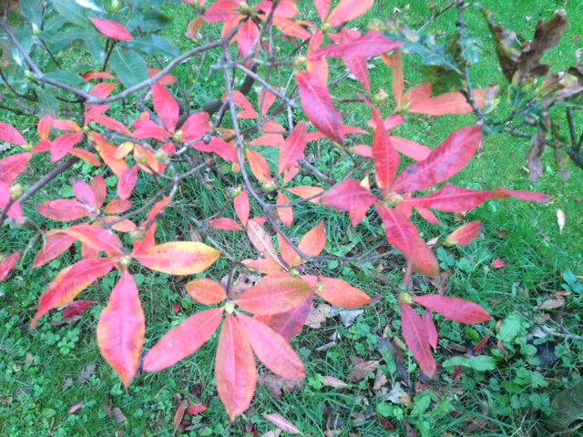 Autumn colours Duryard