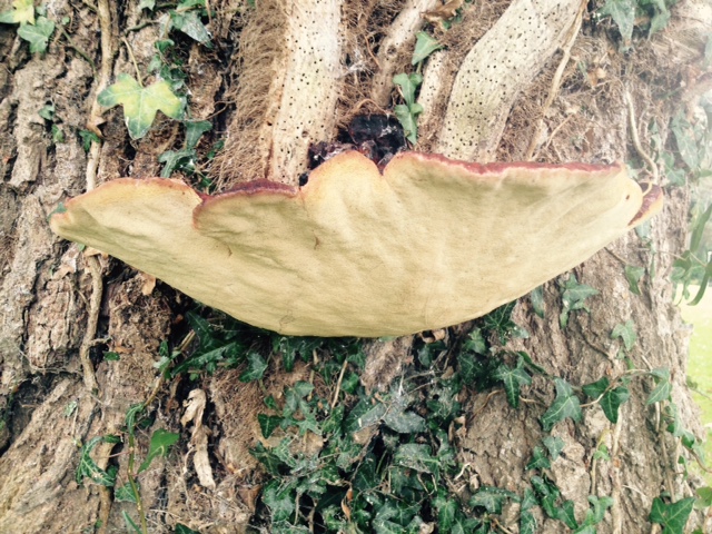 Fungus on tree 1