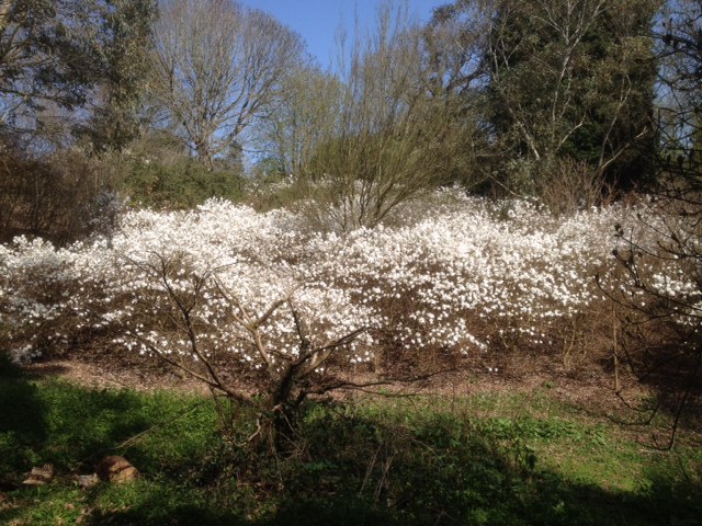 Magnolias at Taddiforde April 15 2