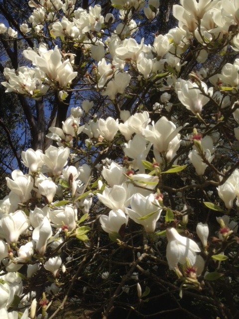 Magnolias at Taddiforde April 15