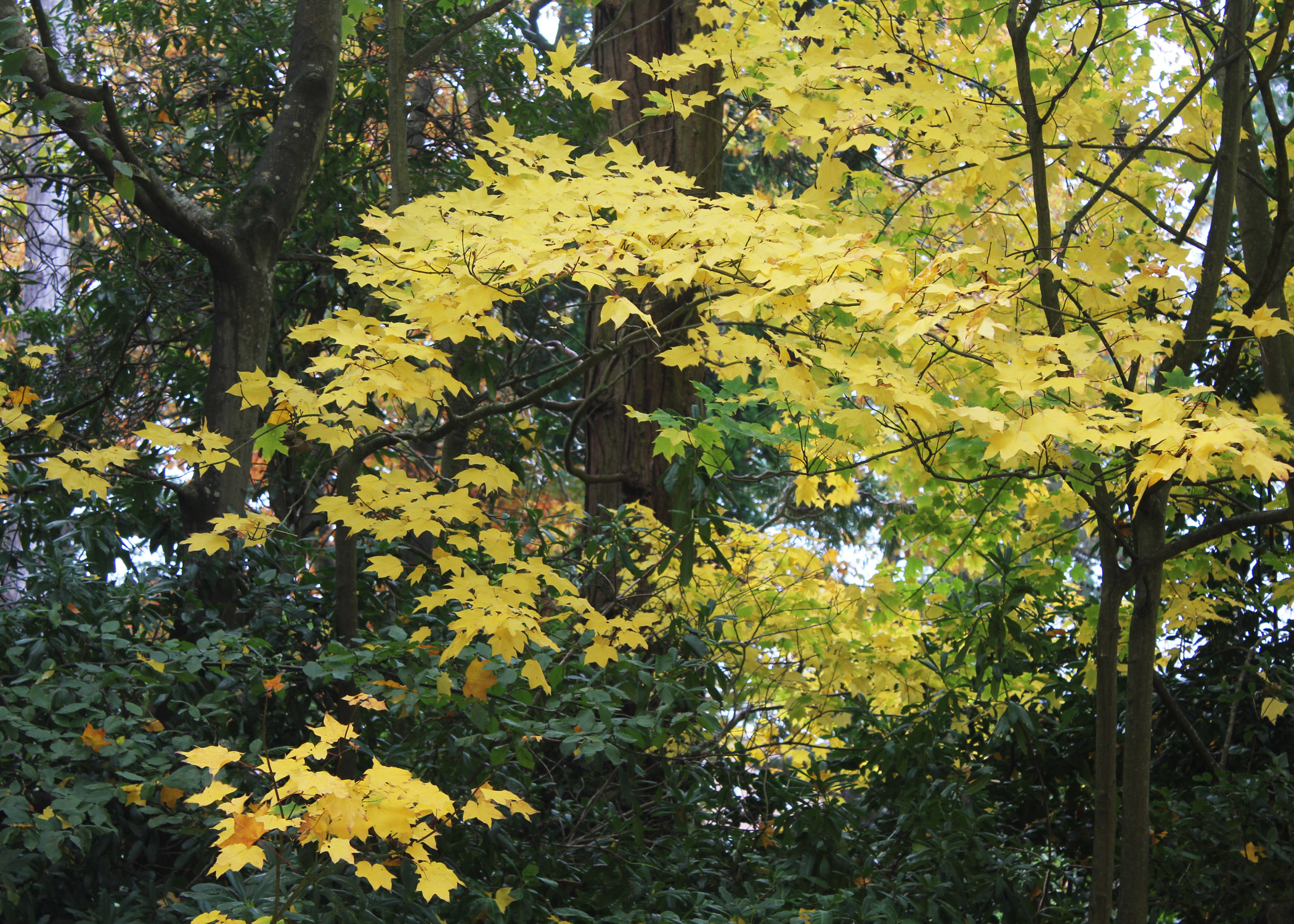 Foliage near Reed