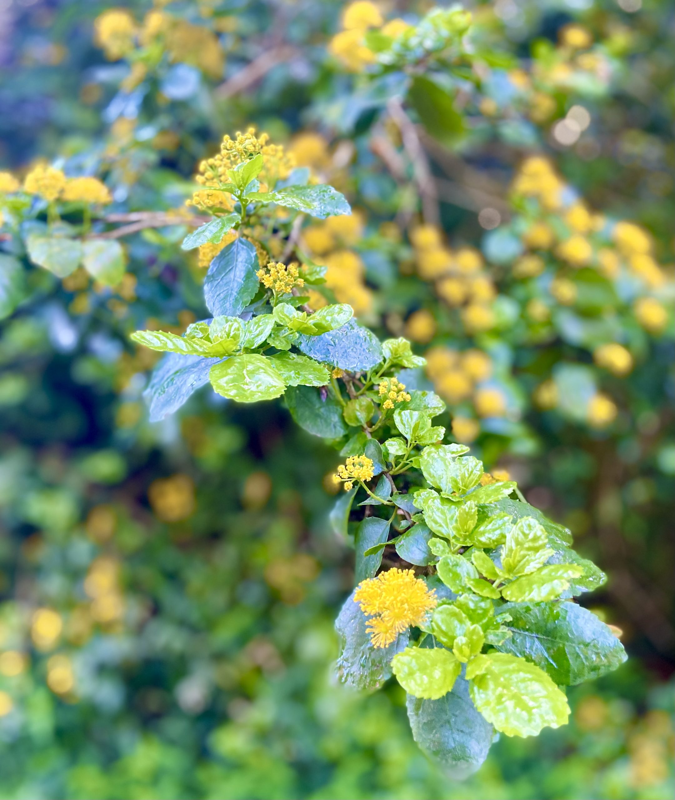 アザレ化粧品(アザレインターナショナル) / プランツ・M(M)の商品情報