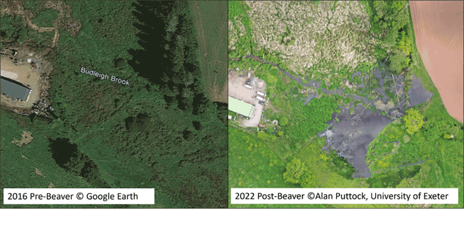 Bringing up the Beaver: CREWW’s existing relationship with beaver research