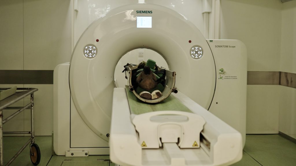 A sheep in an X-ray CT scanner.