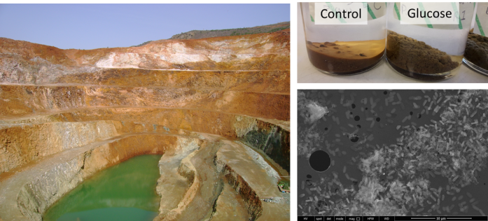 Using microbes to get cobalt out of rocks