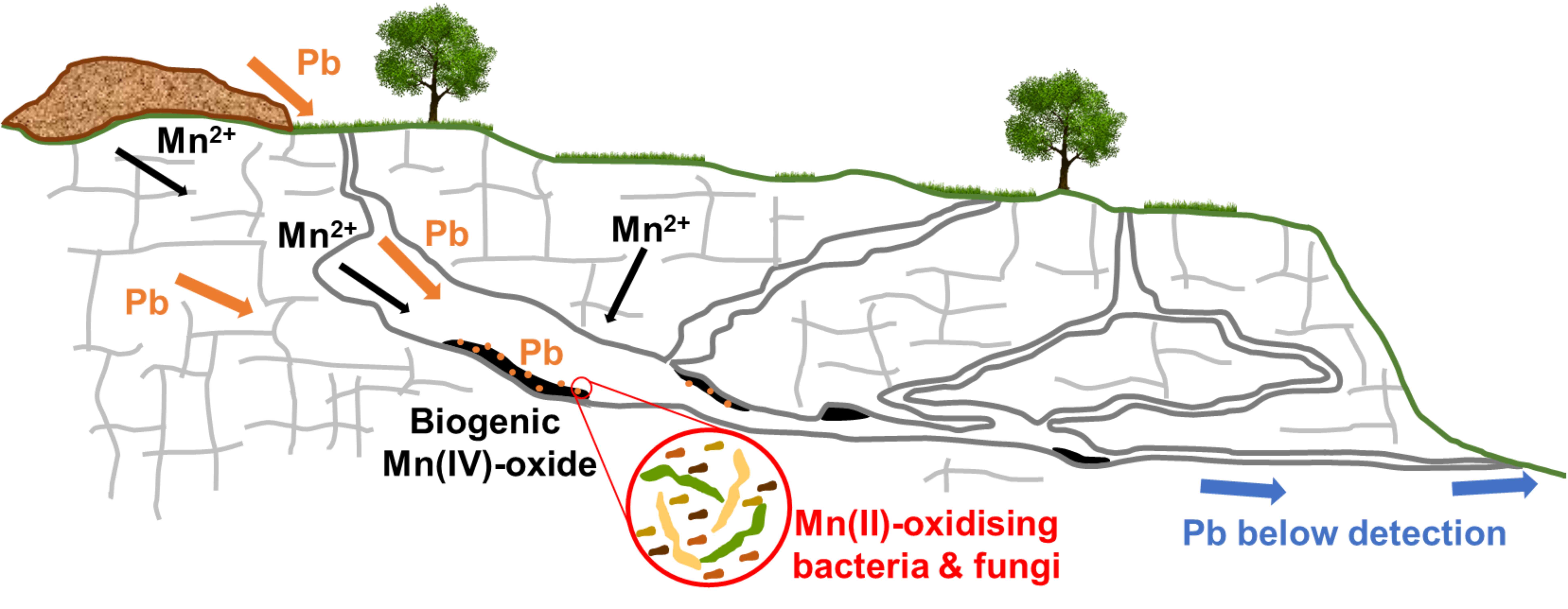 Fungi and bacteria naturally cleaning up pollution from former mining activities