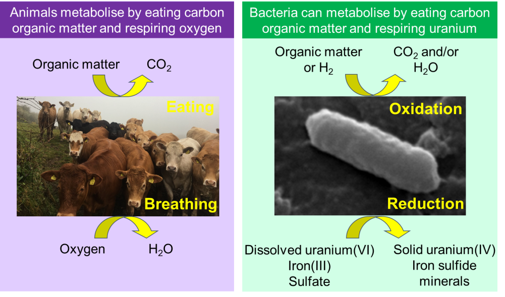 Metals and Radioactive Substance Bioremediation – a child centric microbiology education framework