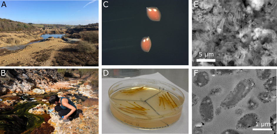 The microbiology of metal mine waste: bioremediation applications and implications for planetary health
