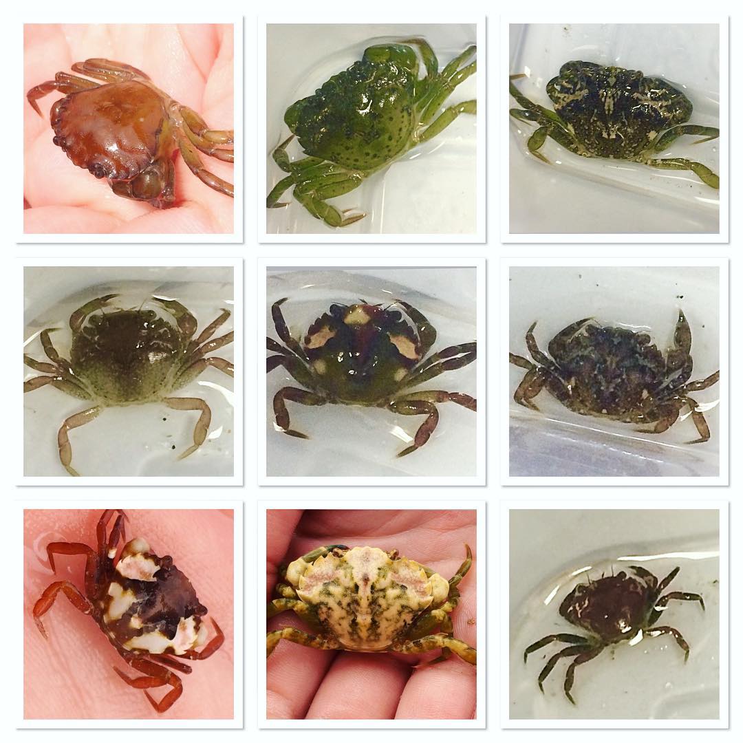 Scientists At Sea (episode 1): Do Crabs Have Ears? With Emily Carter 