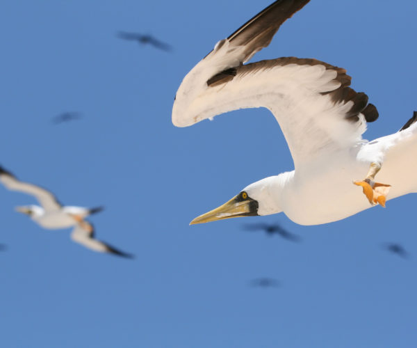 Tracking Seabirds to Inform Conservation Measures At Sea