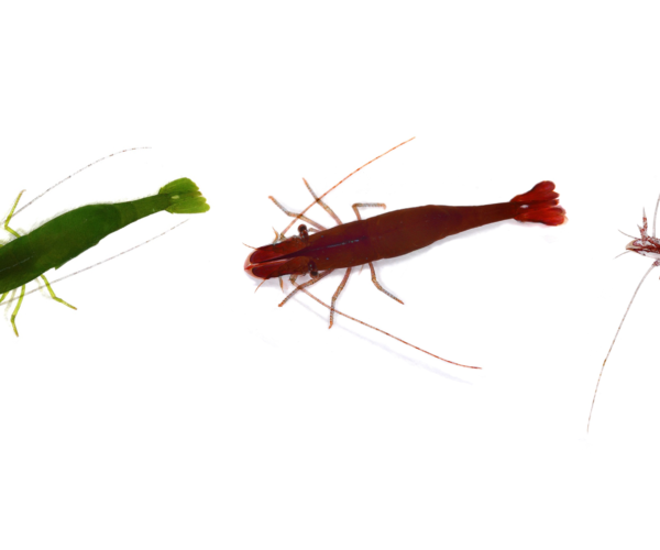 My Exeter PhD: Camouflage helps brightly coloured chameleon prawns to survive in the rock pools