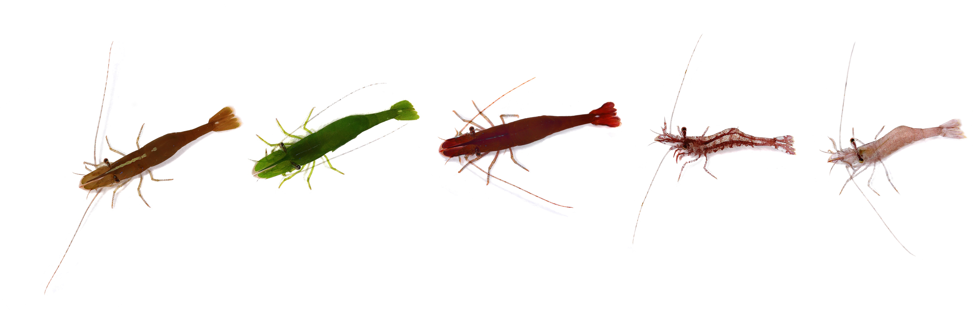 My Exeter PhD: Camouflage helps brightly coloured chameleon prawns to survive in the rock pools