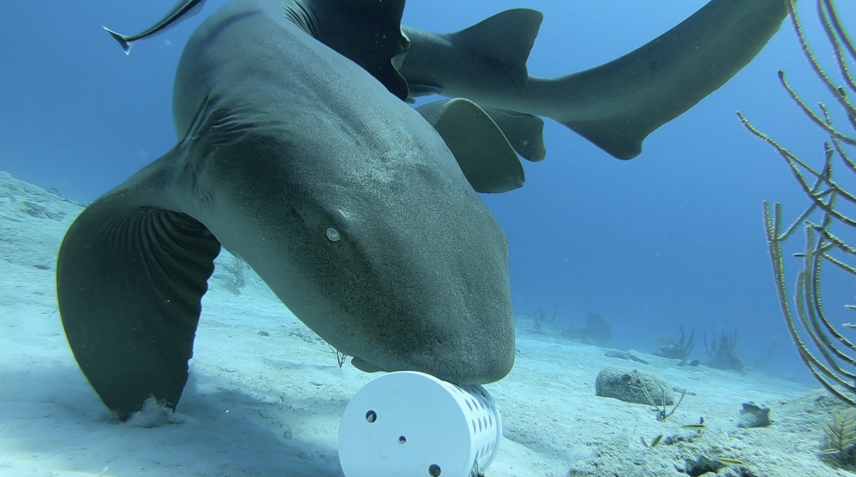 Research Insights: Kristian Parton – ‘Opportunistic camera surveys provide insight into discreet foraging behaviours in nurse sharks’