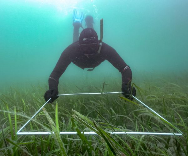 World Seagrass Day – A Conversation with Dr Chris Laing