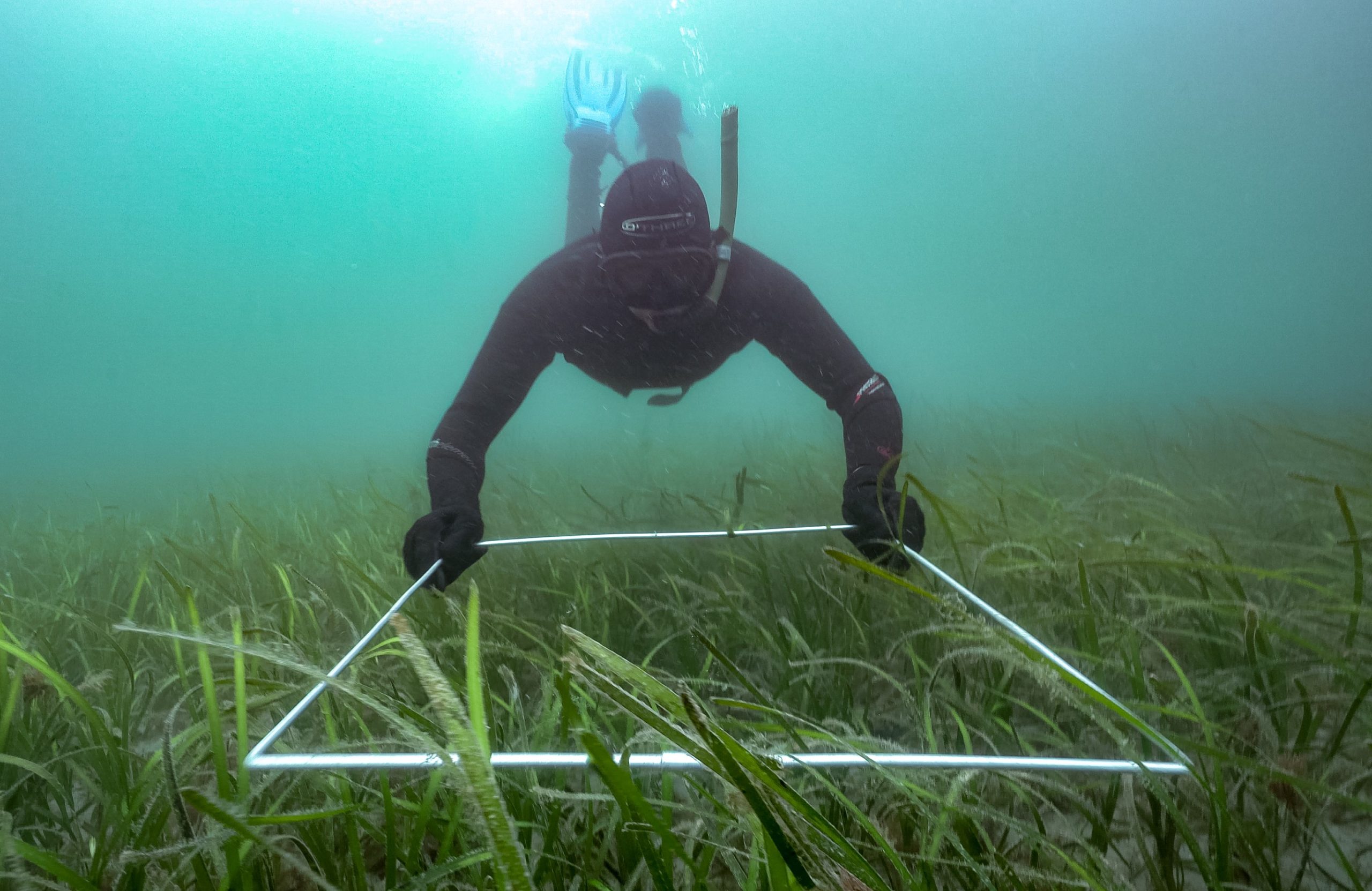World Seagrass Day – A Conversation with Dr Chris Laing