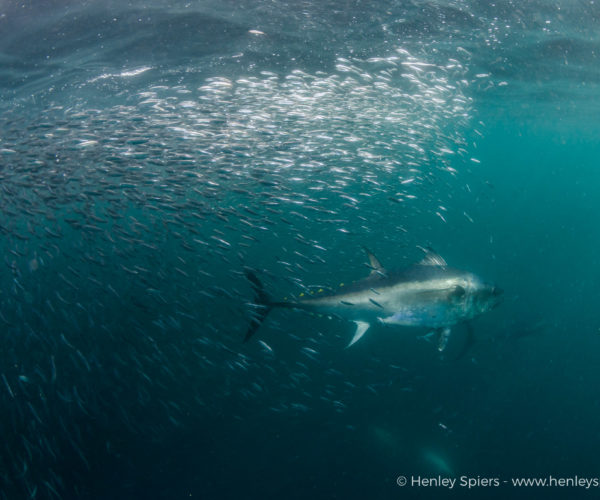Atlantic bluefin tuna: Feeding the Comeback