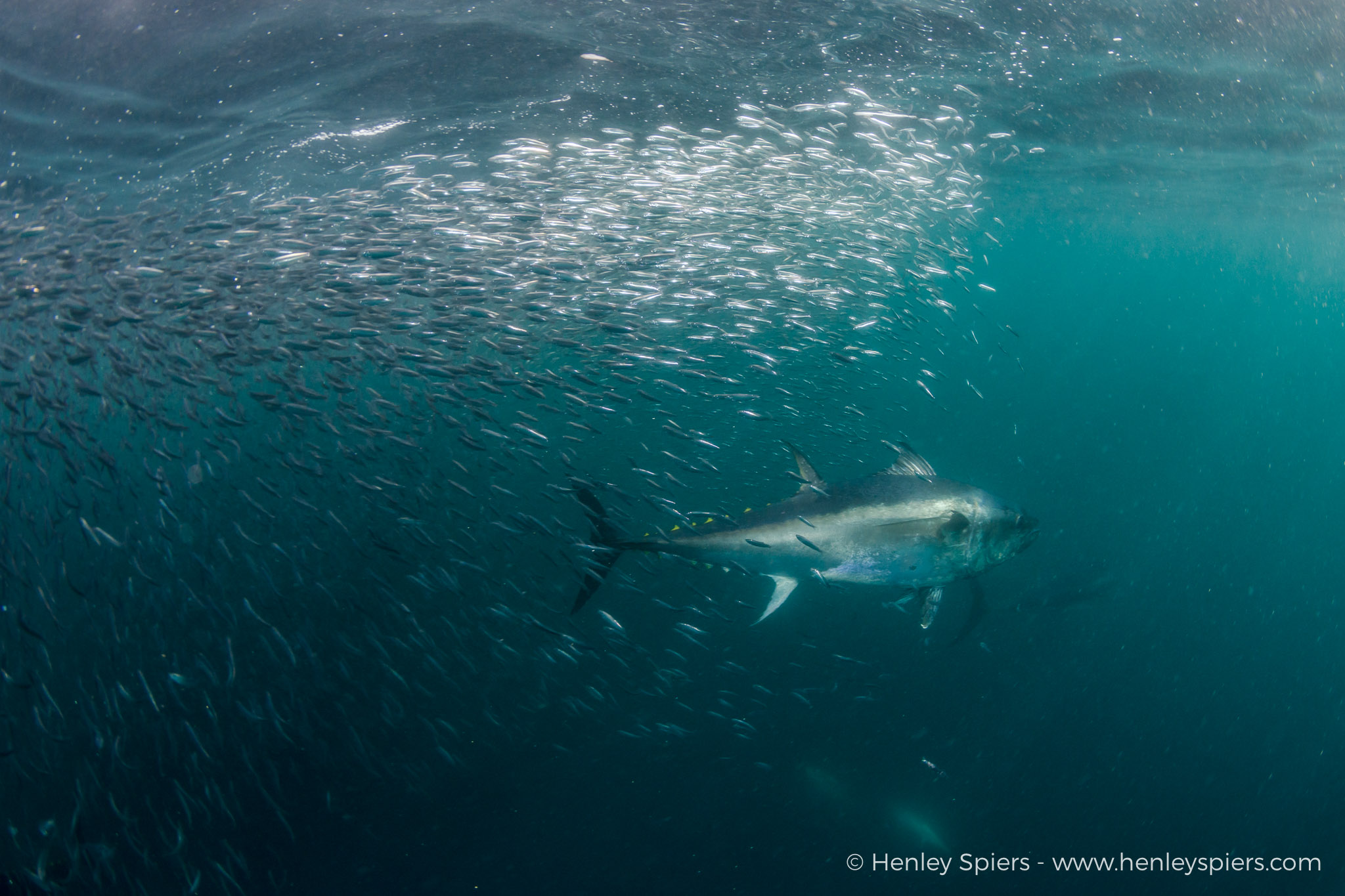 Atlantic bluefin tuna: Feeding the Comeback