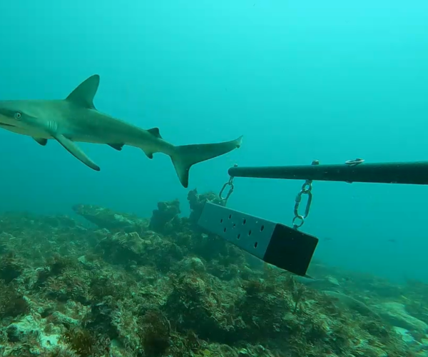 Research in focus: Anguilla Shark Conservation