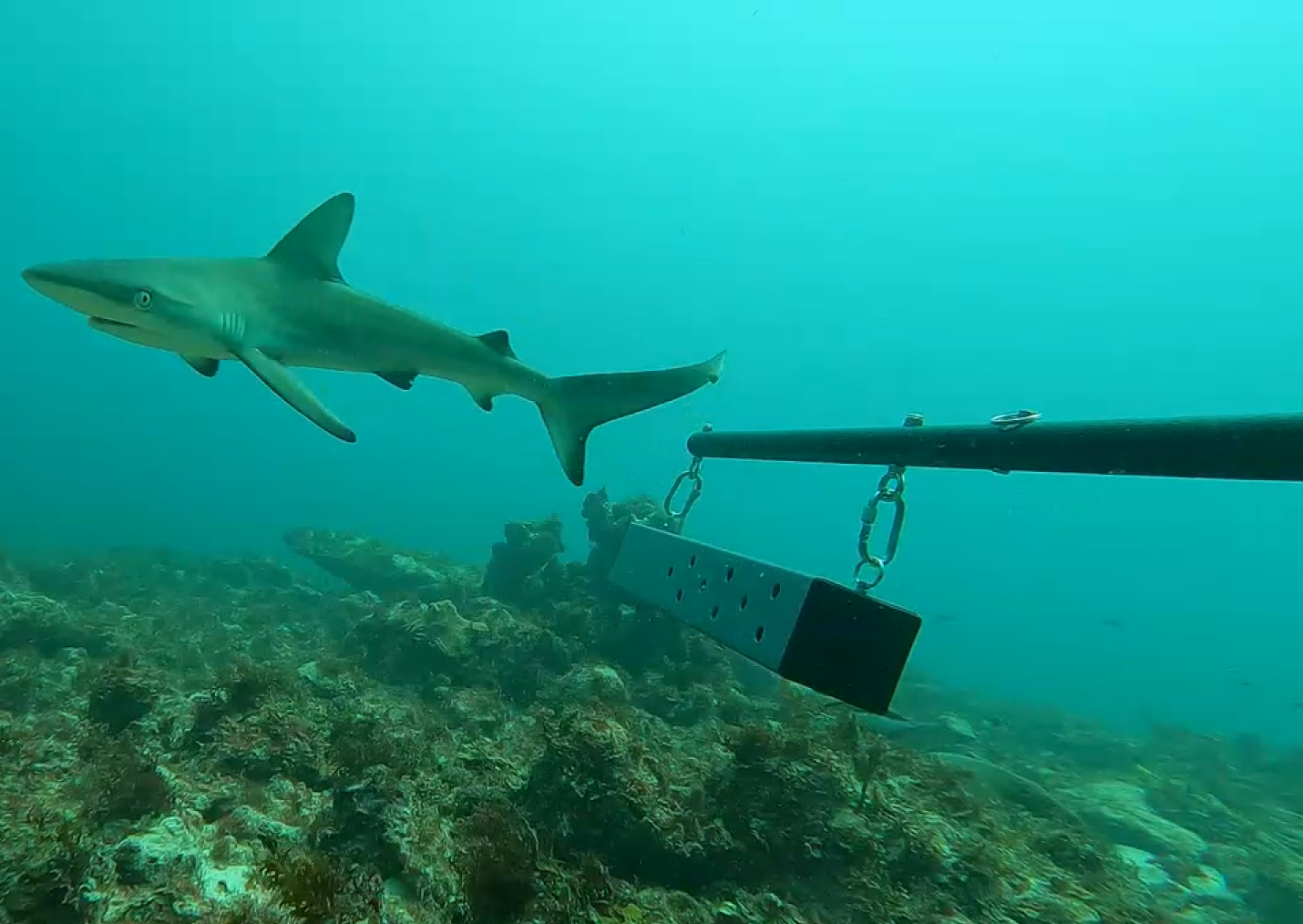 Research in focus: Anguilla Shark Conservation