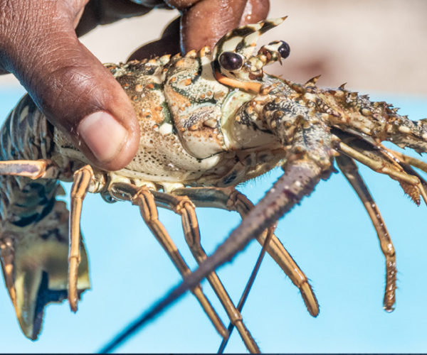 Research in focus: the Caribbean Spiny Lobster Project 