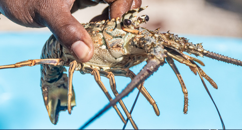 Research in focus: the Caribbean Spiny Lobster Project 